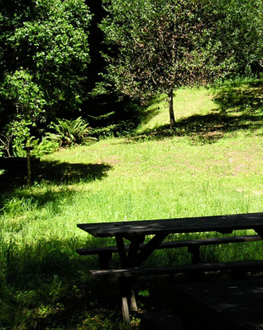 Shade in the woods